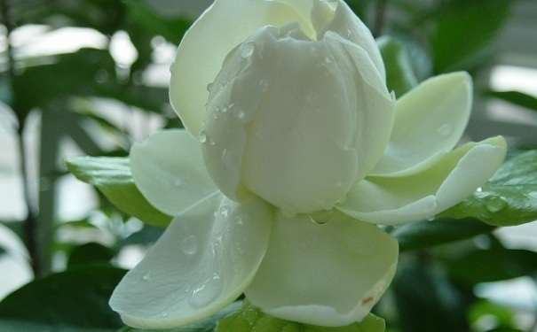 栀子花养在室内好吗？栀子花养在家里好吗？(1)