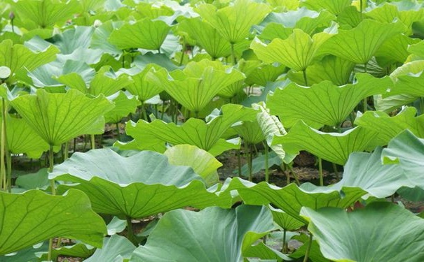 有没有能减肥降职的良方？减肥降脂的良方[图]