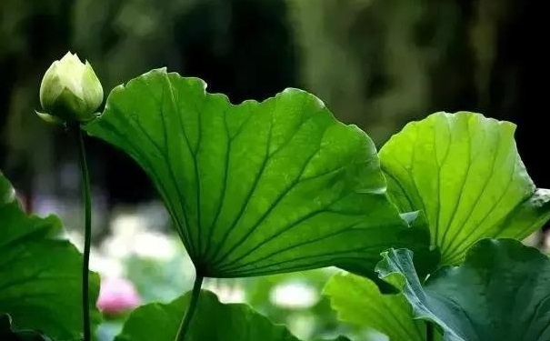 荷叶茶怎么减肥？荷叶茶减肥有什么要注意的？[图]