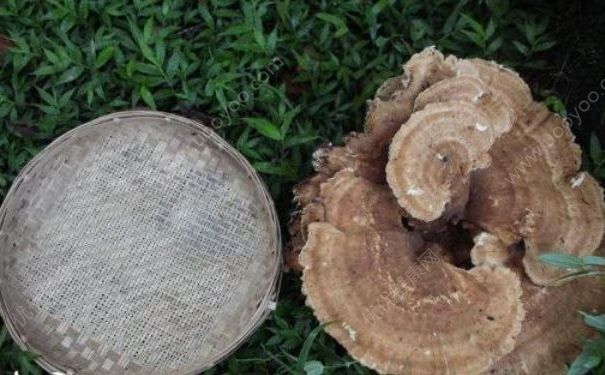 云南发现发现巨型蘑菇，周长近1.8米，怎样判断蘑菇是否有毒？(2)