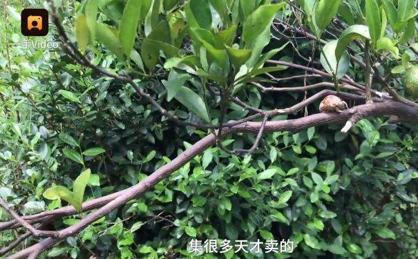 12岁女孩捡知了壳救父，知了壳有什么用？(2)