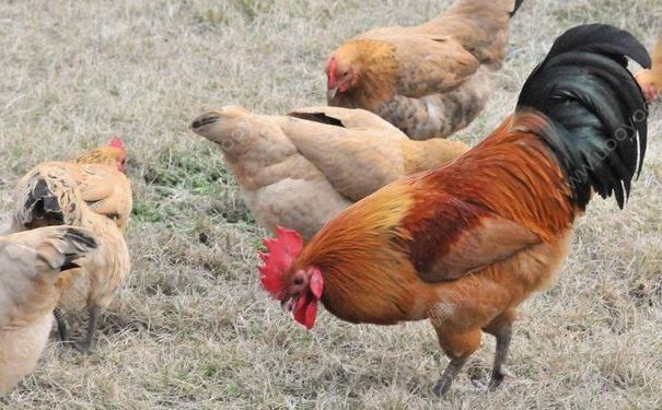 麦当劳将停用抗生素鸡肉，但中国可能需要延迟到2022年(3)