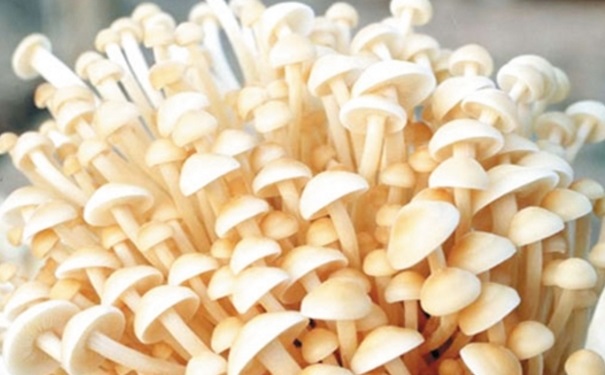 各种蘑菇如何正确的烹饪？各种蘑菇的烹饪技巧是什么？(1)