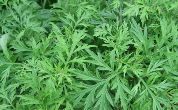 艾草的功效与作用是什么？艾草