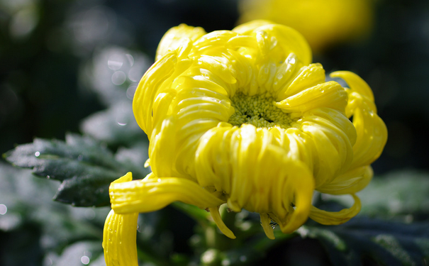 菊花的选购有什么技巧？菊花的