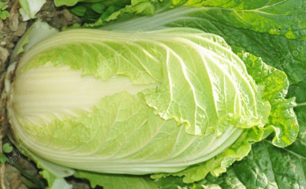 白菜的功效与作用有什么？白菜的食用方法有什么？(1)