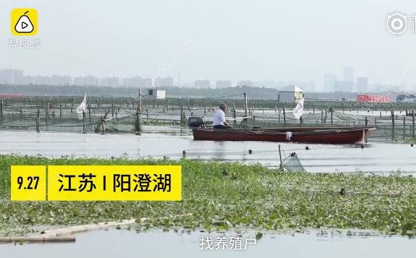 去阳澄湖吃正宗大闸蟹？当地人