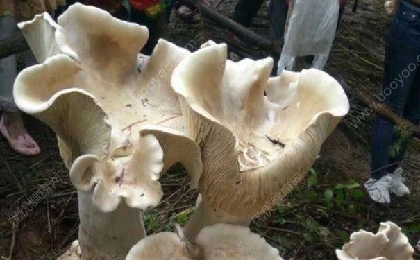 云南腾冲发现可食用巨型野生菌，比小孩子还高大(2)
