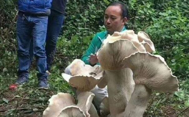 云南腾冲发现可食用巨型野生菌，比小孩子还高大[多图]