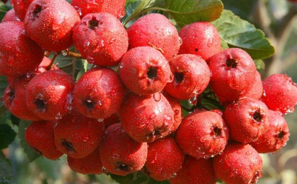 红豆山楂减肥粥怎么做？吃红豆有什么营养？(1)