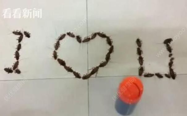 男生用38只蟑螂拼成“I love U”告白，蟑螂的危害有哪