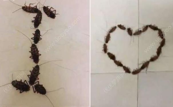 男生用38只蟑螂拼成“I love U”告白，蟑螂的危害有哪些？(2)