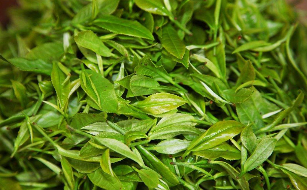 茶叶不能和什么一起吃？喝茶该注意什么？(1)