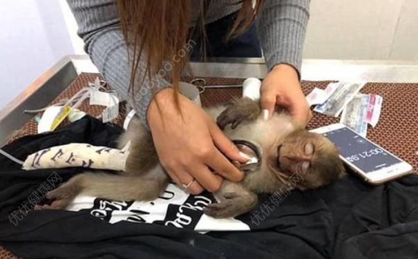 猴子喝太多咖啡致中毒，昏迷10小时(2)