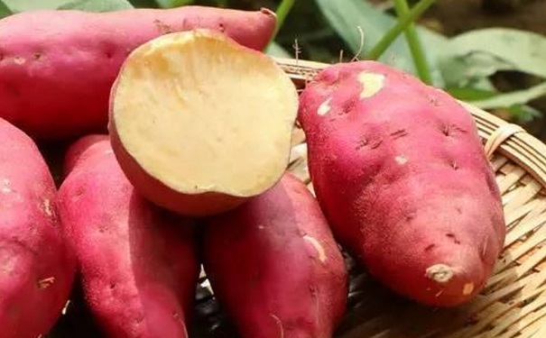 红薯蒸熟能冷冻放多久？蒸熟放冰箱的红薯要怎么食用？(1)