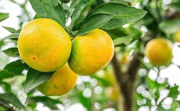 冬天吃橘子要注意些什么？冬天吃橘子的注意事项有哪些？(1)