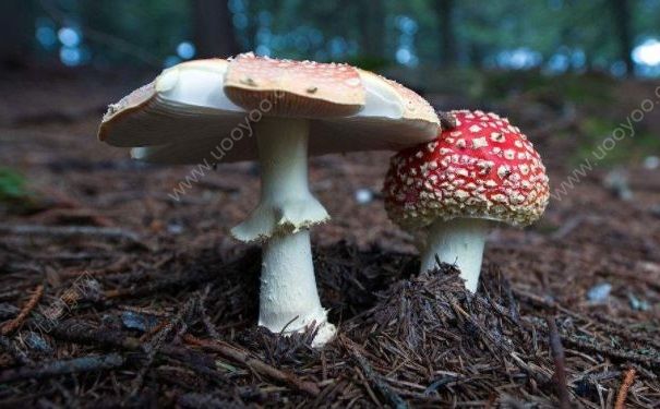 快递包裹长出蘑菇，取件时客户感叹：蘑菇长势挺好(4)