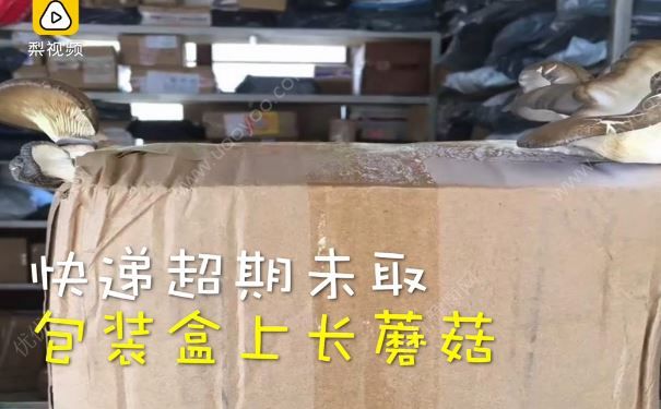 快递包裹长出蘑菇，取件时客户感叹：蘑菇长势挺好(2)
