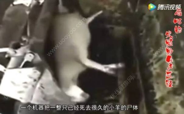 死猪死羊整只搅碎做火腿肠？官方已辟谣(1)