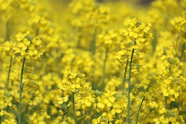 油菜花的花能吃吗？油菜花有哪些功效作用？[多图]