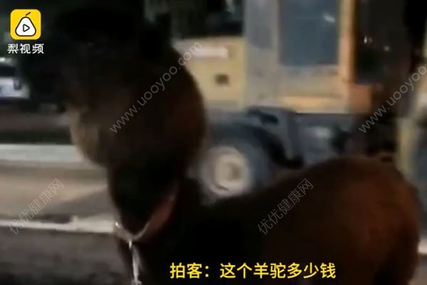 花4万多买羊驼送女儿当玩具，做一个女儿奴好不好？(2)