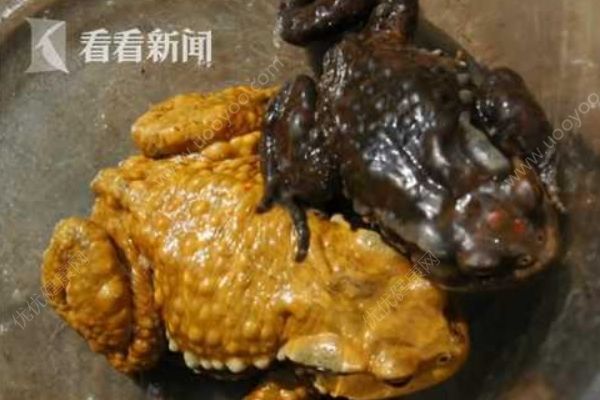 夫妻两人抓蟾蜍食用，妻子因吃蟾蜍卵中毒身亡[多图]