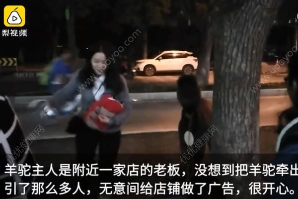 花4万多买羊驼送女儿当玩具，做一个女儿奴好不好？(4)