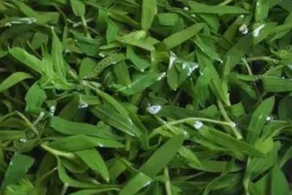 这些野菜竟然都有毒！你还敢吃吗？(3)