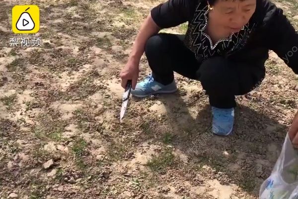 买公园月票只为挖野菜，吃野菜要注意些什么？(4)