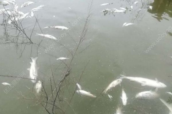 鱼塘8万斤鱼全死光：检出石油类污染物，超标572倍(4)
