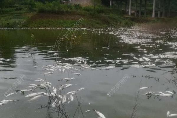 鱼塘8万斤鱼全死光：检出石油类污染物，超标572倍(2)